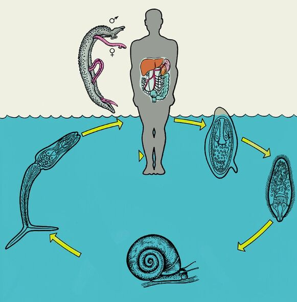 Diagramma del ciclo di vita dello schistosoma