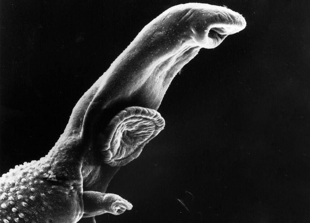 Lo Schistosoma è un parassita il cui ciclo vitale richiede un ospite intermedio. 