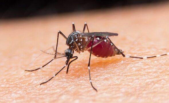 La zanzara è portatrice di parassiti protozoi e malaria